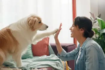 Woman, dog and paw high five in home or learning trick on sofa for animal behaviour, obedience or support